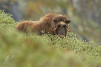 Pizmon severni - Ovibos moschatus - Muskox 0957